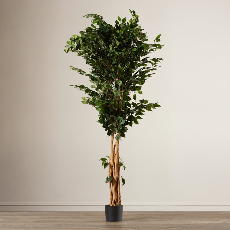 Red Barrel Studio® 72" Artificial Ficus Tree in Pot & Reviews Wayfair